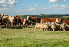 Como o mercado internacional impacta diretamente a pecuária brasileira e as estratégias analisadas por João Eustáquio De Almeida Junior neste artigo.