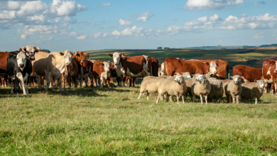 Como o mercado internacional impacta diretamente a pecuária brasileira e as estratégias analisadas por João Eustáquio De Almeida Junior neste artigo.